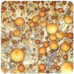 Псилоцибиновые (галлюциногенные) грибы в Карабулаке Psilocybin "Golden Teacher" Псилоцибиновые (галлюциногенные) грибы в Карабулаке Psilocybin "Golden Teacher"