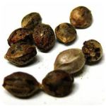 Семена марихуаны АК-47 (Seeds AK-47) в Карабулаке Семена марихуаны АК-47 (Seeds AK-47) в Карабулаке